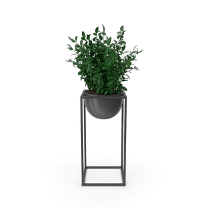 House Showpiece Plant