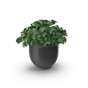 Plant Pot